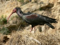 Bald Ibis Dunes Tamri